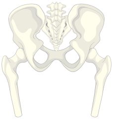 An Update on Hip Development for Children with Cerebral Palsy